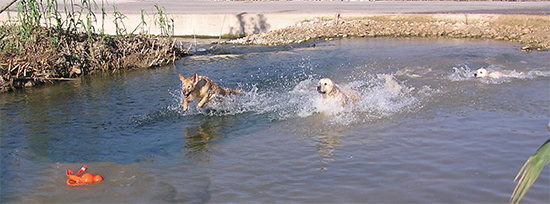 Koda, Lia y Leia